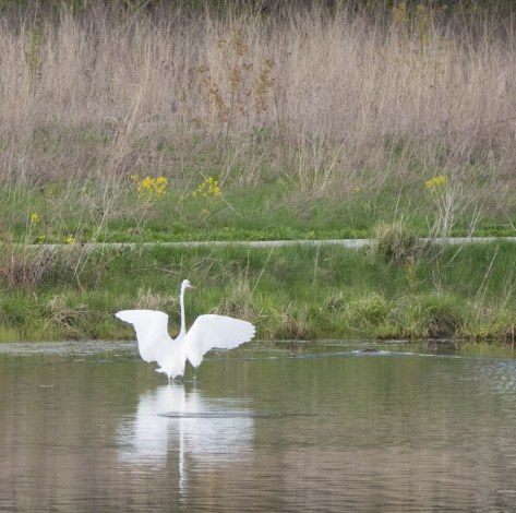 Great egret water landing